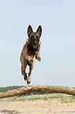 MALINOIS 514